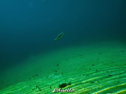 Just a view fish passing by... by Eduard Bello 